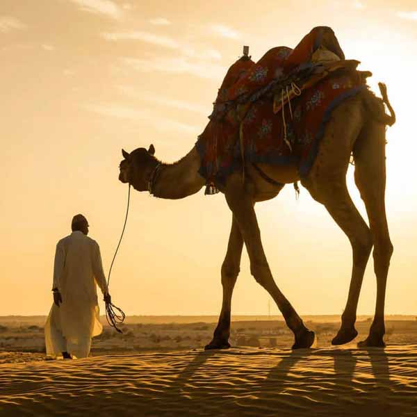Jaisalmer full day city tour + Camel Safari